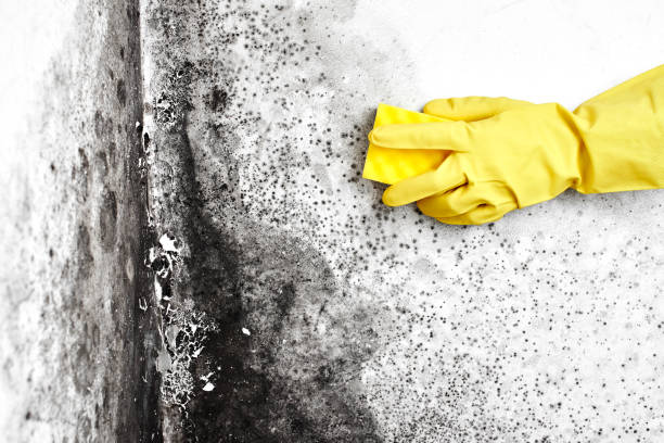 Best Attic Mold Remediation in Romeovle, IL