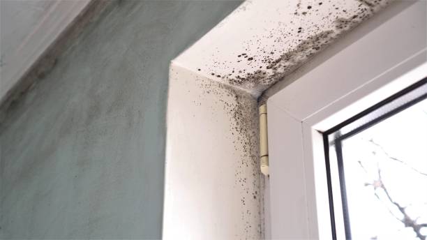 Best Bathroom Mold Remediation in Romeovle, IL