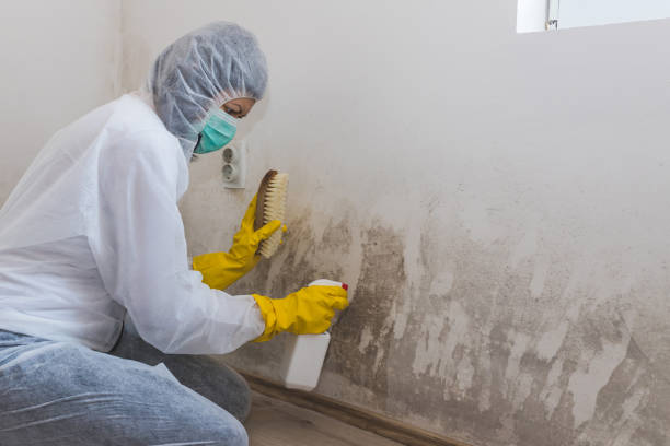 Best Black Mold Remediation in Romeovle, IL