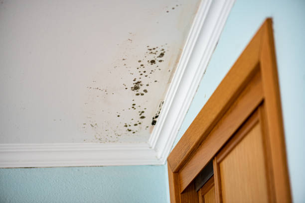 Best Crawl Space Mold Remediation in Romeovle, IL