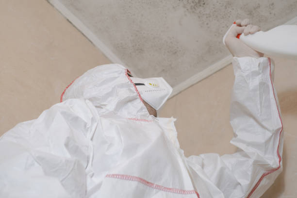 Best Mold Testing and Inspection Services in Romeovle, IL