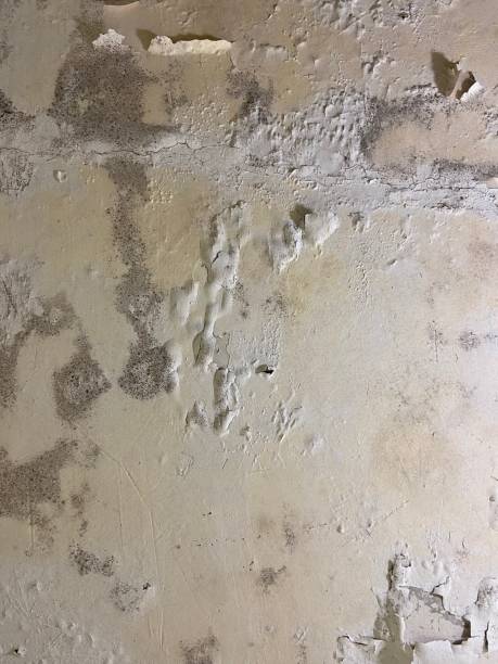 Best Residential Mold Remediation in Romeovle, IL