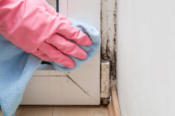 Best Localized Mold Remediation (e.g., coastal areas, humid climates) in Romeovle, IL