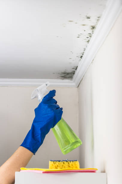 Best Basement Mold Remediation in Romeovle, IL